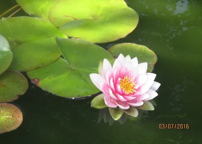 דירה Virginija *